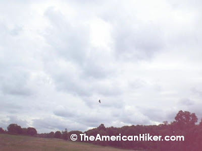 A hawk soars above what I call "hawk meadow" at the Woodlawn Trust Wildlife Reserve.