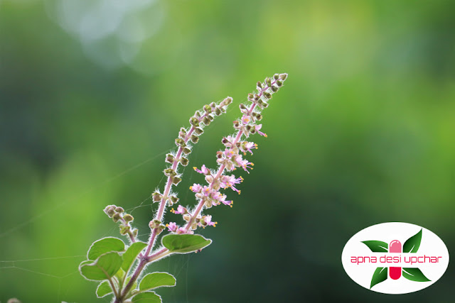 https://apnadesiupchar.blogspot.com/2020/04/tulsi-ke-fayde-benefit-of-barsil-tulsi.html