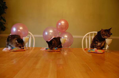 Cats Birthday Parties Seen On coolpicturesgallery.blogspot.com