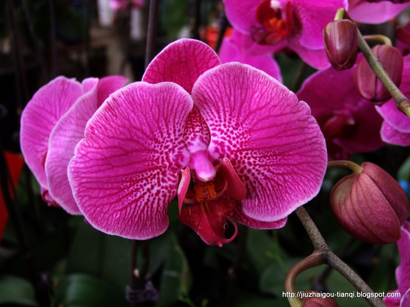 兰花 花:lanhua-09020112305730