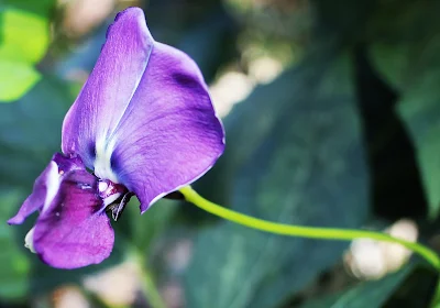 Koleksi Foto Macro Bunga Yang Indah