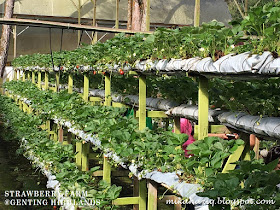 strawberry farm genting