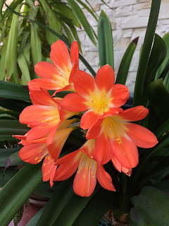 clivia