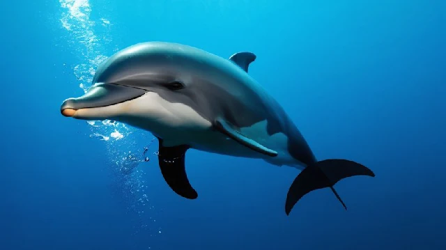 Los delfines no solo utilizan los silbidos para comunicarse entre sí, sino que también son capaces de adoptar acentos o dialectos similares a los humanos. Esto significa que, al igual que las personas, los delfines pueden desarrollar variaciones en su lenguaje según la región en la que viven, lo que sugiere una sofisticación en su capacidad de comunicación y adaptación a su entorno.