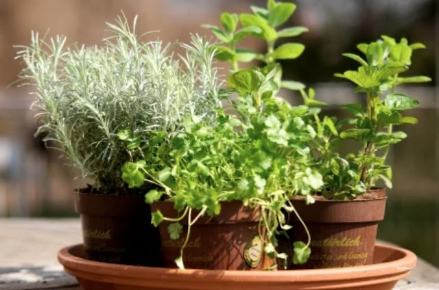 Know how to prepare pots for the kitchen garden of your home