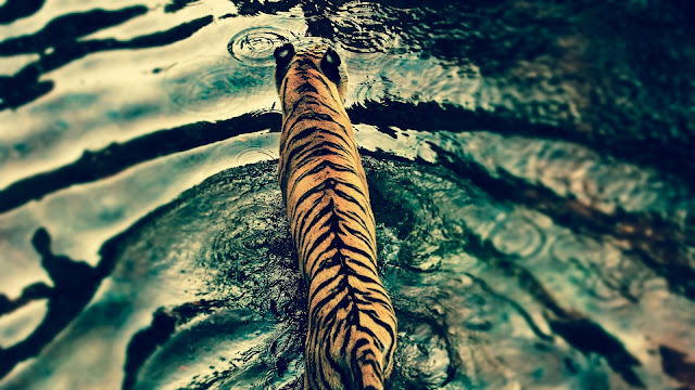 Tiger From Above HD Wallpaper