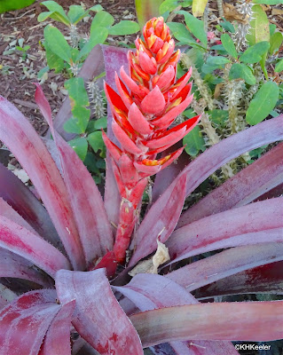 flowering bromeliad