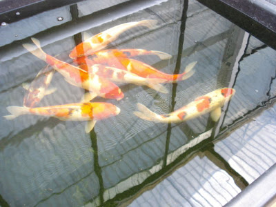 Koi Carp