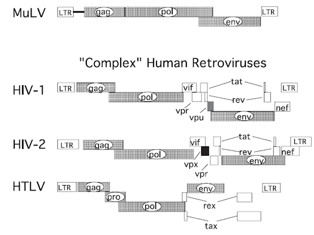 Estructura genética de otros lentivirus. En el modelo anterior podemos ver la ubicación relativa de los  de varios lentivirus humanos, las secuencias gag, pol y env son comunes aunque el nivel se sobrelapado entre gag y pol cambia. Adicionalmente cada lentivirus es caracterizado por una serie de proteínas accesorias que determinan sus capacidad infectiva y patología.