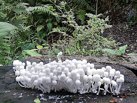 Funghi in the Rainforest Biome, Eden Project, Cornwall