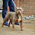 Lilac Tri Bully