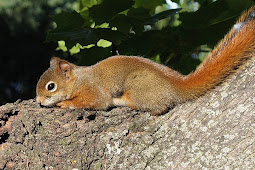 Red Squirrel at MadelineDyer.com