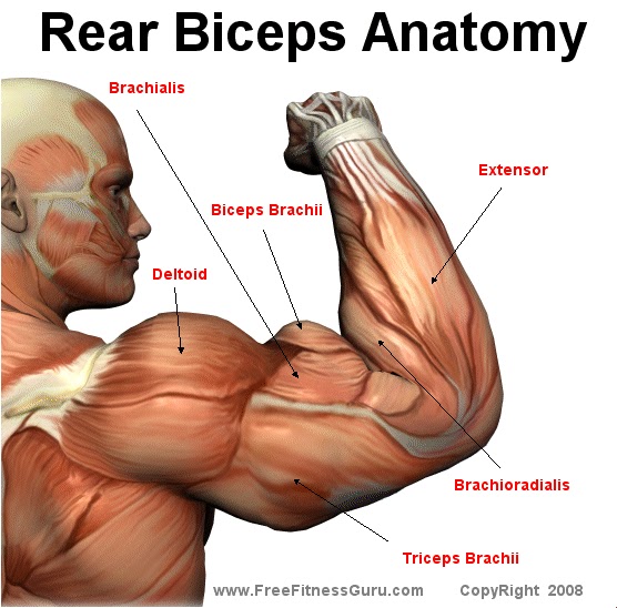 How to loss weight and get in shape: workouts: Bicep anatomy