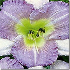 Lily_eleonoredaylily_LG