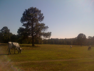 beautimous day at bluff creek ranch