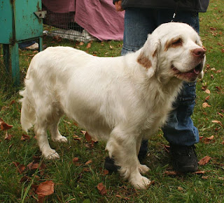  Clumber Spaniel-pets-dog breeds-pet-dogs