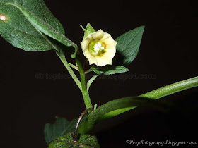 Physalis minima