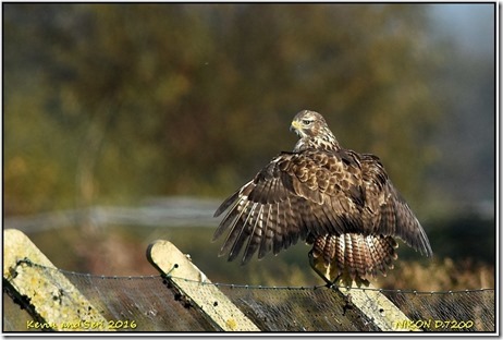 Slimbridge WWT - October