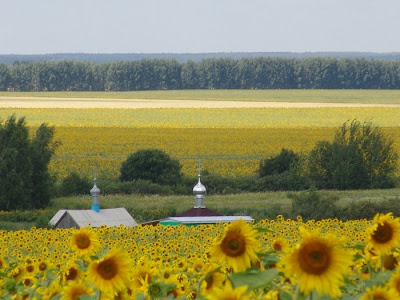 sunflower pictures