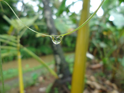 kerala tourism|Rain drop|Beautiful images|eye images