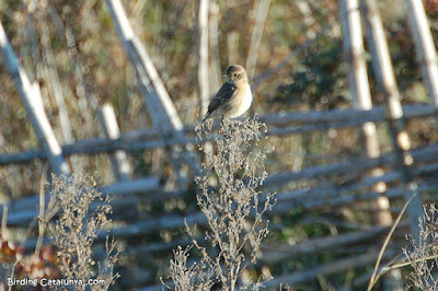 Bitxac comú (Saxicola rubicola)
