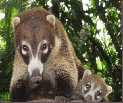 Amazing Pictures of Animals Coati Nasua. Alex (9)