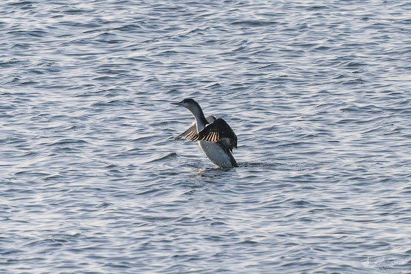 Red-throated diver