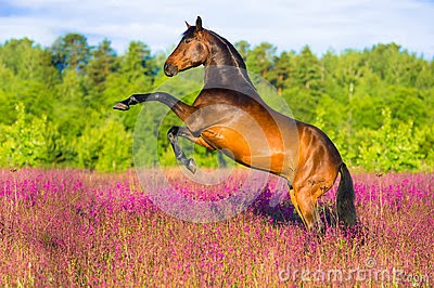 Bay horse rearing pink flowers 25304637