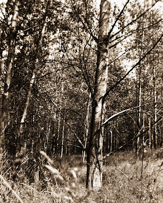 Agfa box 44 using ilford FP4 120 film 6x9 cropped