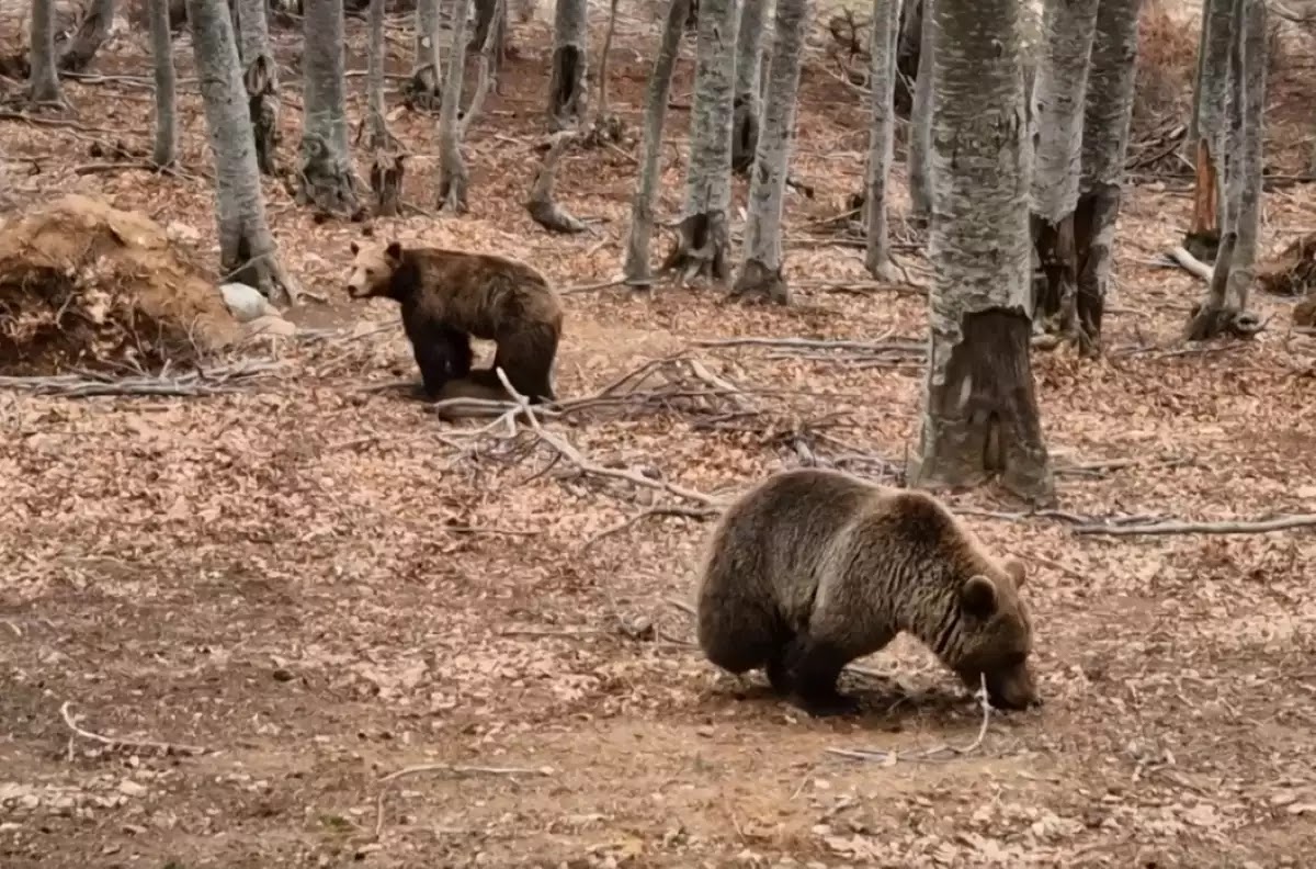 Νυμφαίο: Οι αρκούδες ξύπνησαν και ψάχνουν για τροφή