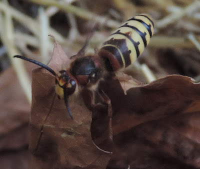 Avispa asiática (Vespa velutina nigrithorax) I parte 