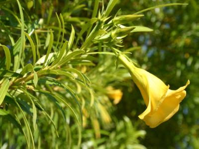 Gul oleander