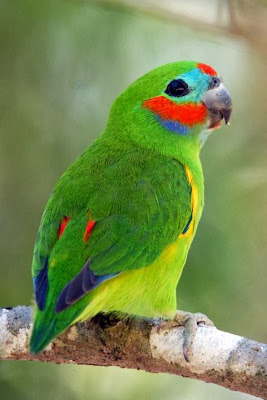 Double eyed fig parrot