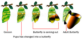 Steps of cocoon to adult butterfly