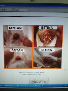 Puyuh jantan vs puyuh betina