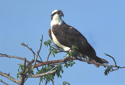 IDNR and Rural Electric Convenience Cooperative Team up to Install Osprey Nesting Platforms at Sangchris Lake State Park