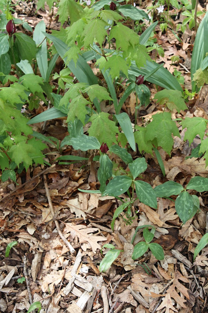 Red Trillium in the forest floor