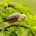 Chestnut-tailled Starling