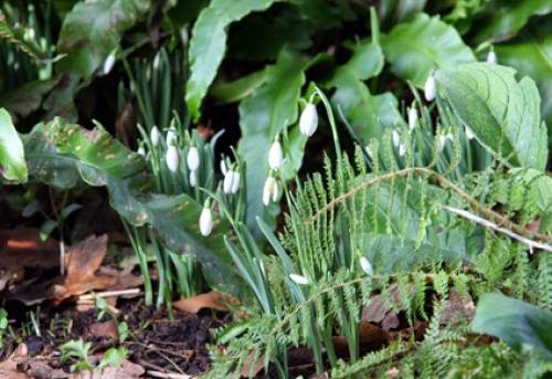 London Pagan Events Over Imbolc And Chinese New Year