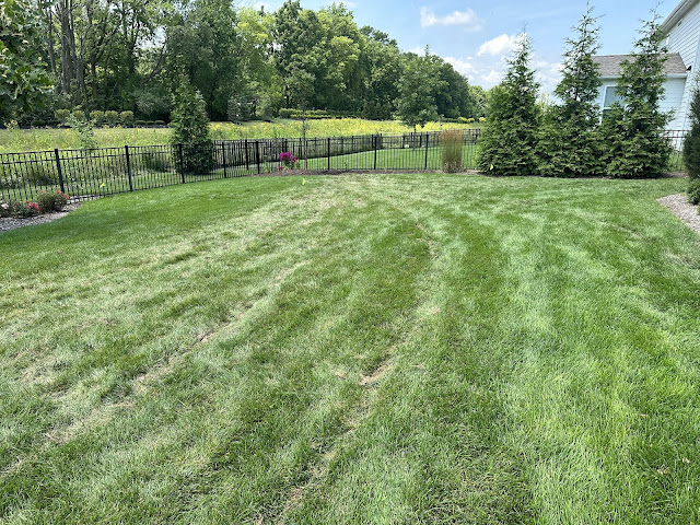 progress photo one month after sprinkler installed
