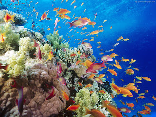 colorful sea fish picture