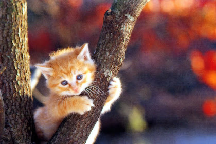 Gambar Kucing Yang Comel : COMEL - Koleksi Gambar Kucing Yang Seriusly Comel! (33 ... / Ce komen berapa bnyak kucing yang korang ada kat umah ?