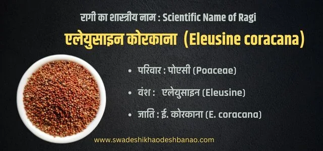 ragi scientific name in Hindi