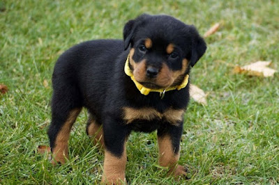 KC Registered Rottweiler Puppies For Sale Near Me