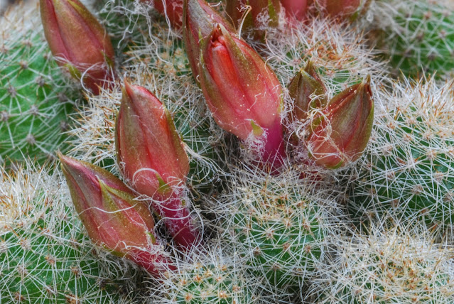 Aylostera sumayana HJ 1242