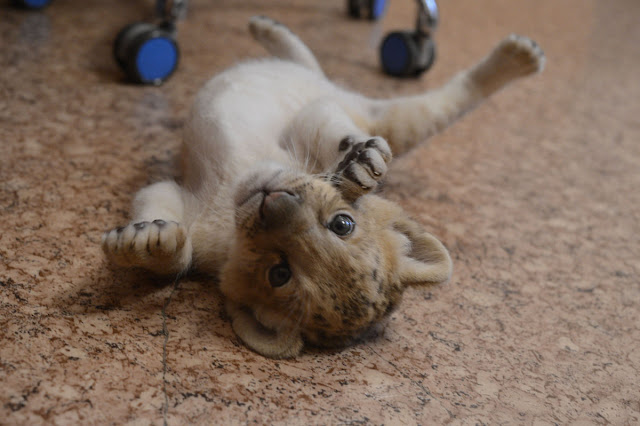 Kiara is the world's first liliger, liliger cat, hybrid animals