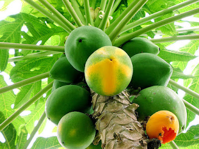 Top Fruits Healthiest Energy.papaya image