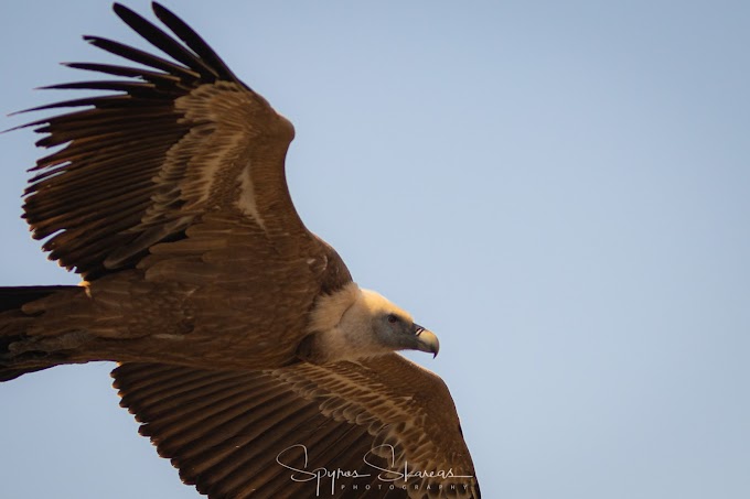 Birding in Crete: Griffon Vulture photos