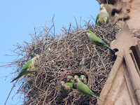 Birds And Their Nests