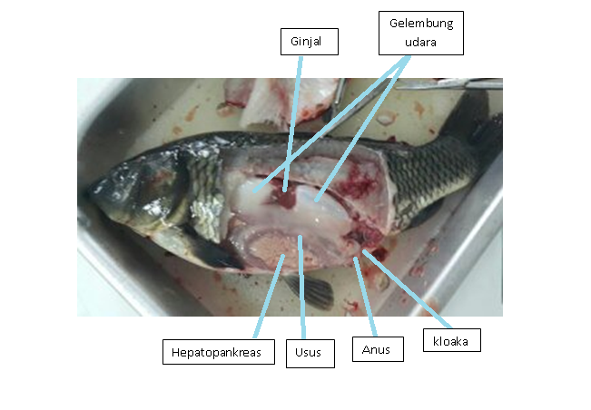 Blog Biologi Laporan Praktikum Struktur tubuh ikan  